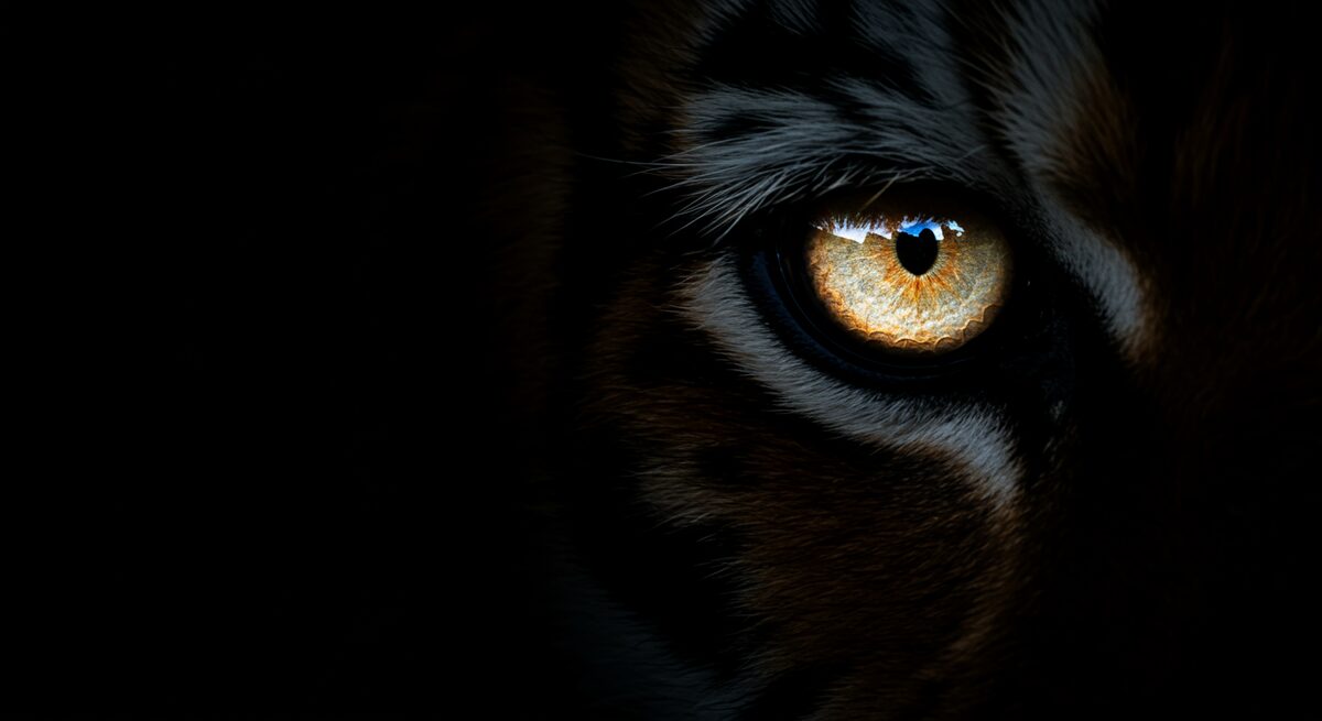 Wildlife monitoring
